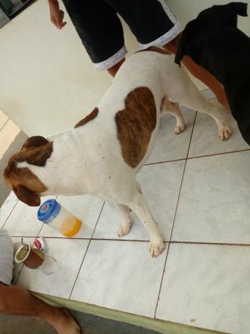 Procuro femea pra cruzar , boxer puro - Foto 3