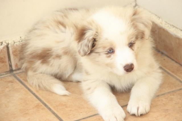 Border collie RED merle Fêmea - Linhagem Francesa