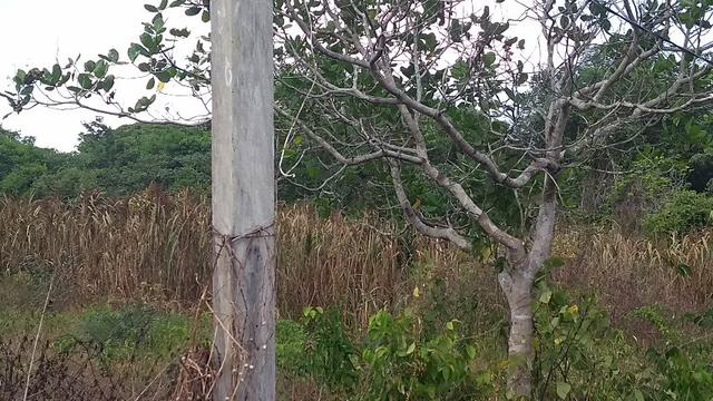 50 hectares a 25 km de castanhal por 250 mil zap * - Foto 18