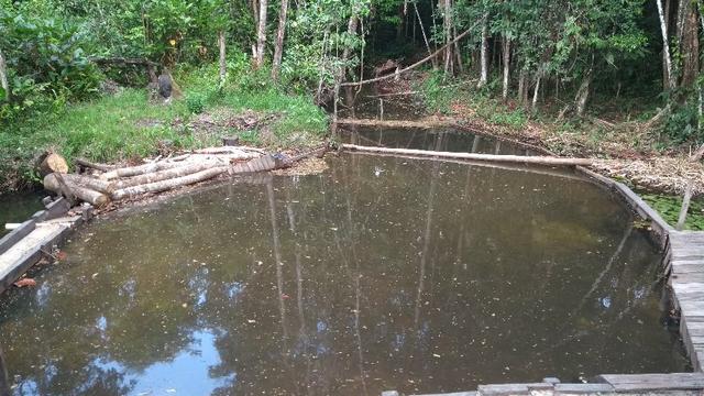 50 hectares a 25 km de castanhal por 250 mil zap *