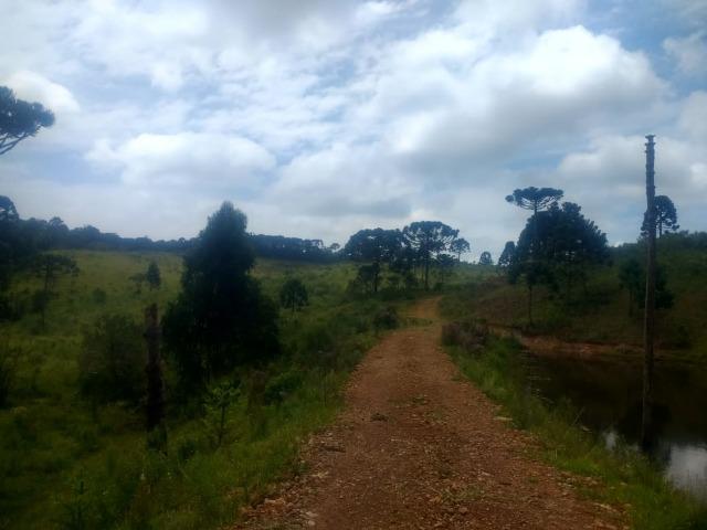 Fazenda em Tijucas do Sul -PR - Foto 10