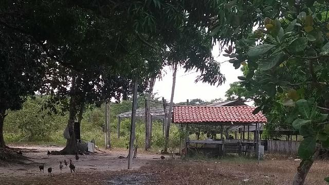 50 hectares a 25 km de castanhal por 250 mil zap * - Foto 5
