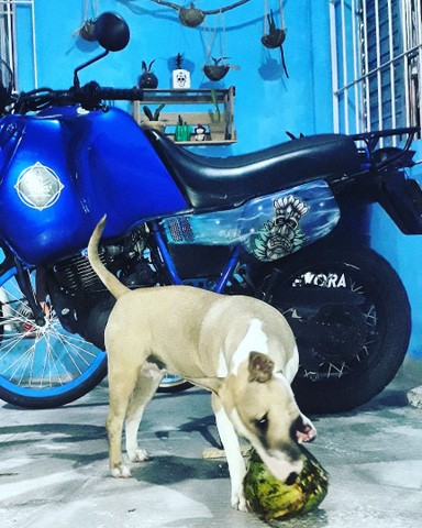 TENERE 600