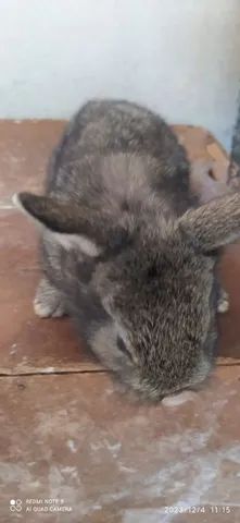 Vende-se filhotes de coelhinhos muito lindos  - Foto 3