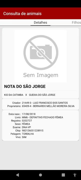 MANGALARGA MARCHADOR  - Foto 3