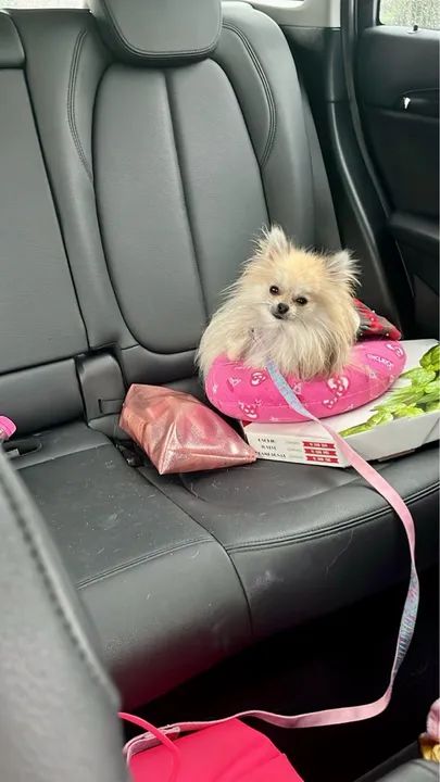 Lulu da Pomeranea anã Adulta - Foto 4