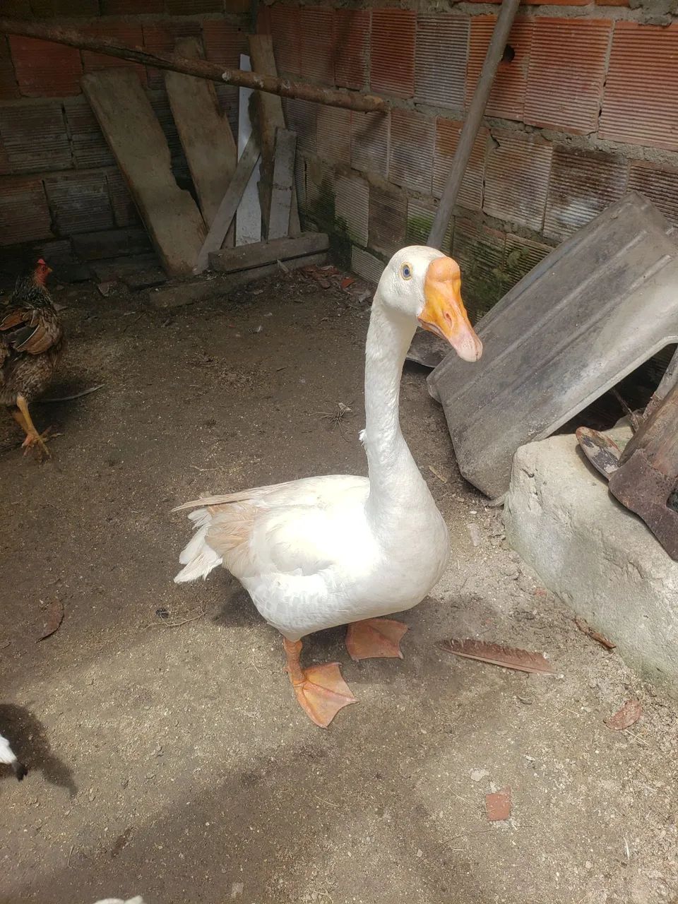 Casal de Gansos  - Foto 2