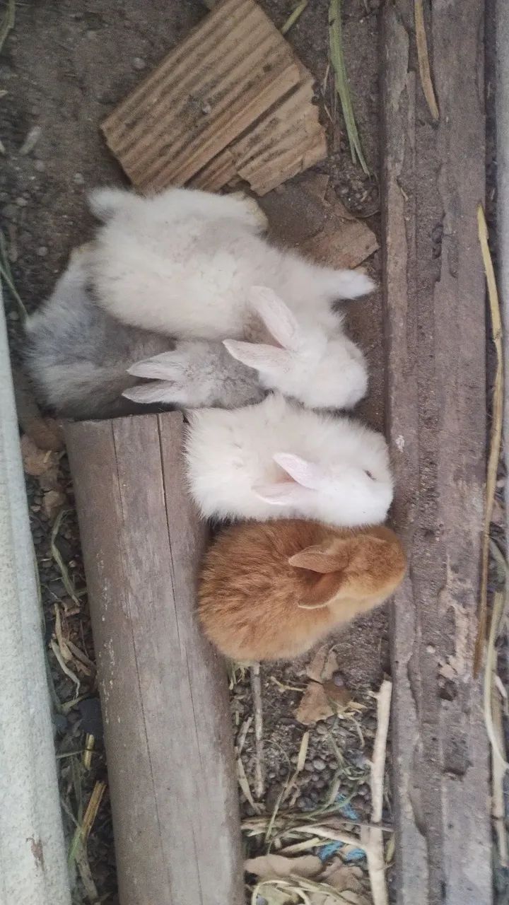 Vendo Filhotes de Coelhos - Foto 4