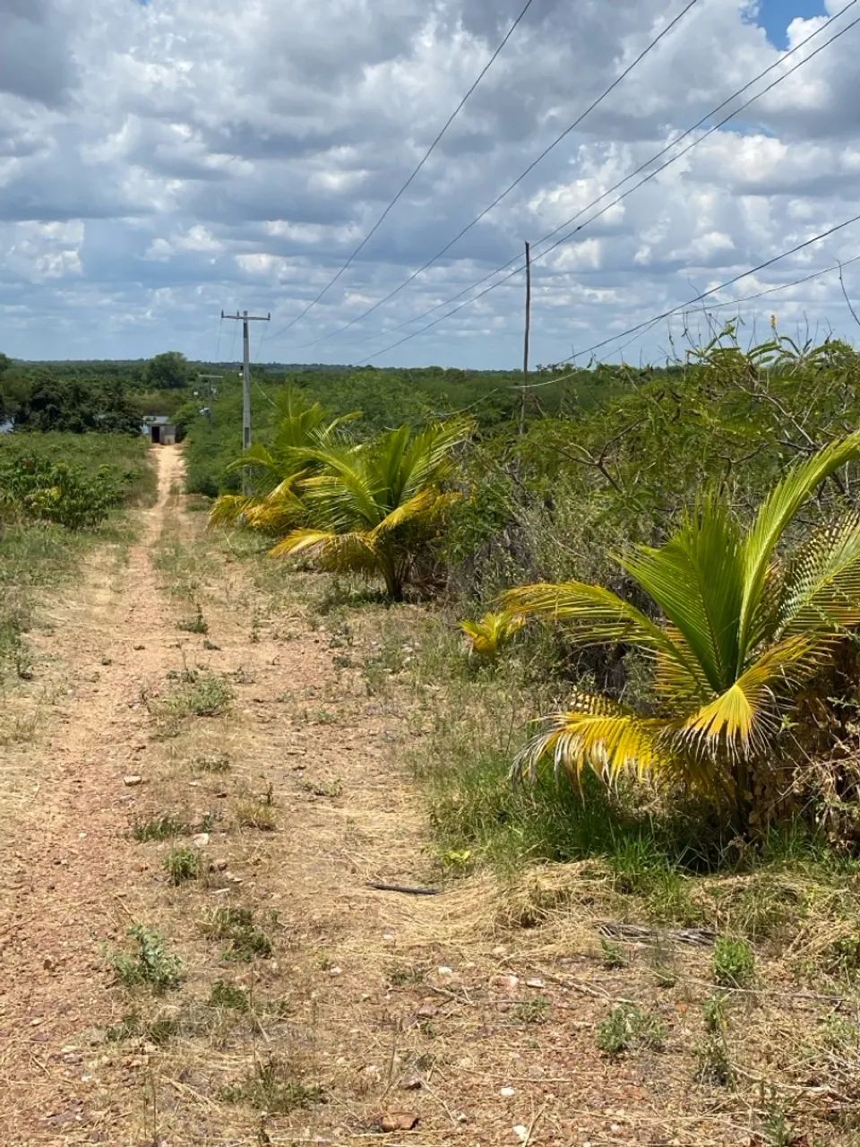 Propriedade Rural 81 hectares a 2 km de Santa Maria da Boa Vista  - Foto 4