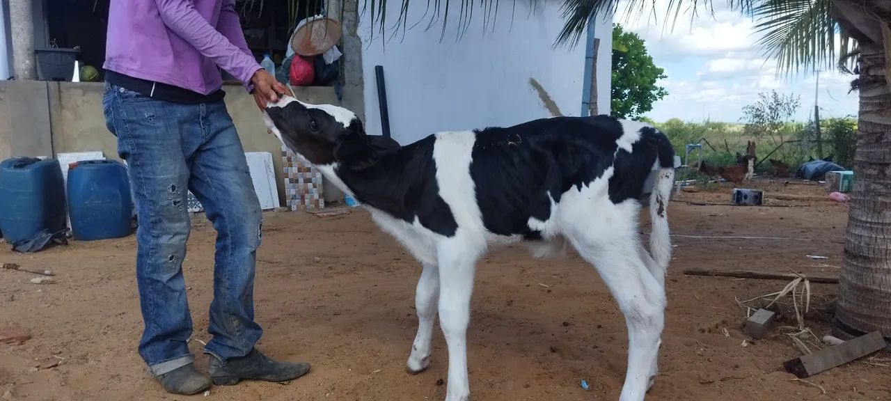 Bezerro de mamadeira 
