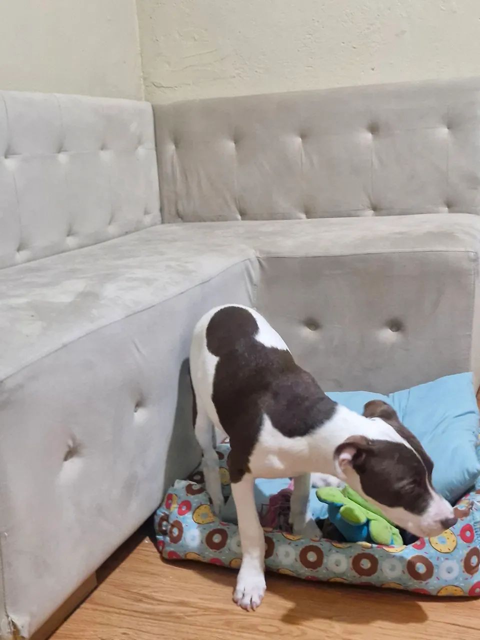Filhote Pitbull - Foto 5