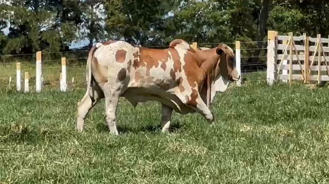 Nelore Pintado - Foto 3