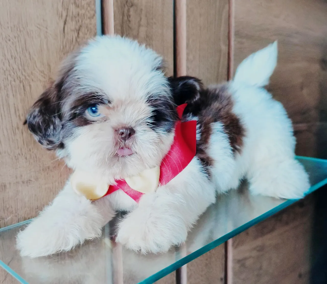 Filhote Shih Tzu machinho 