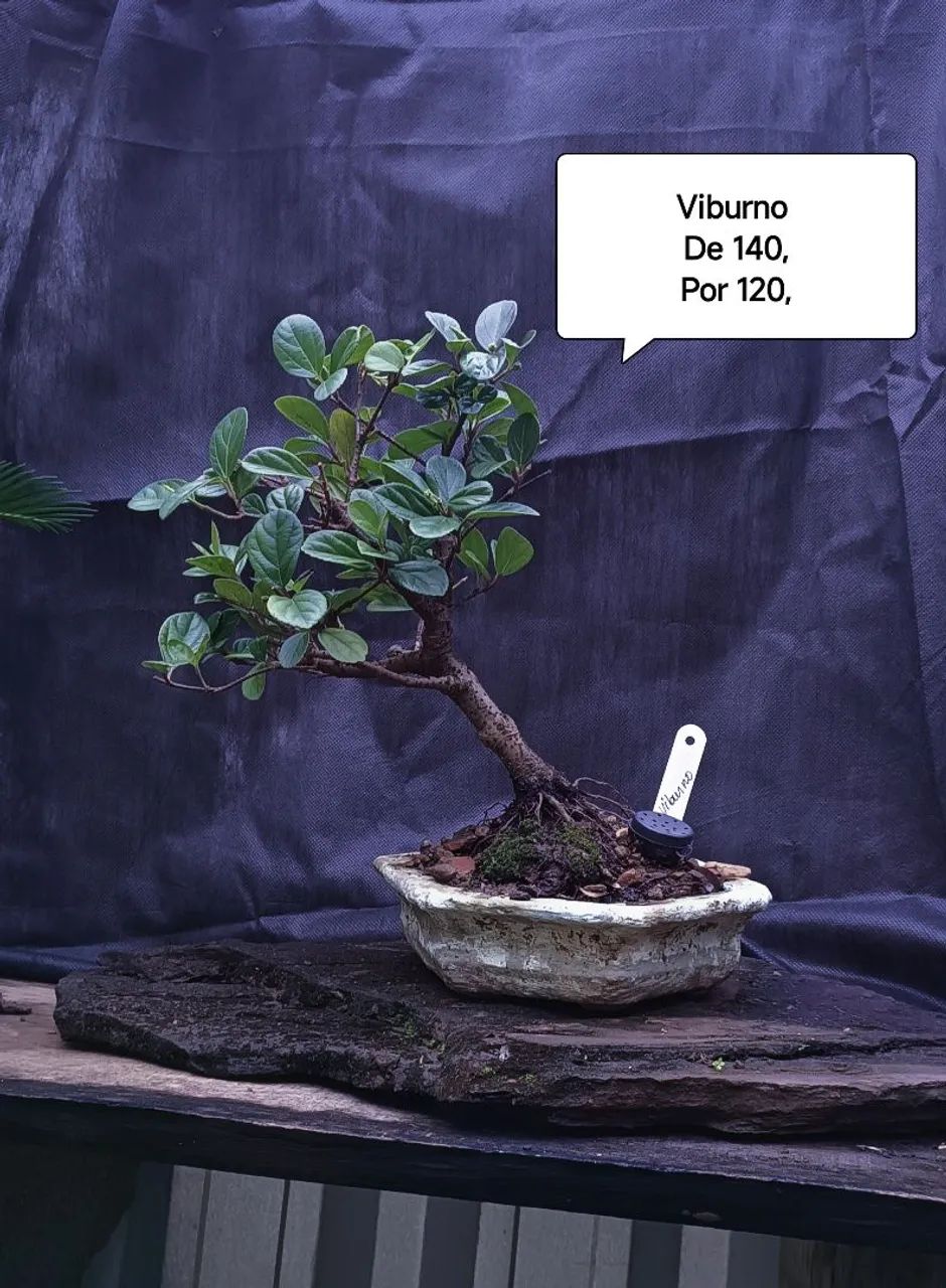 Bonsai de Viburno!