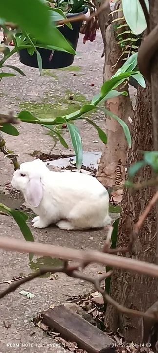 Casal de Coelhos Mini Lop - Foto 2