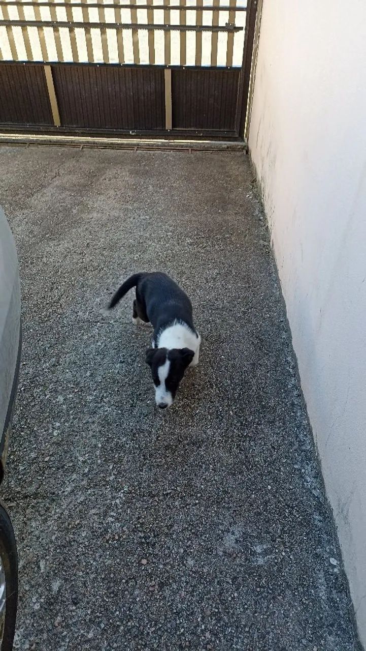 Filhote de Border Collie - Foto 4