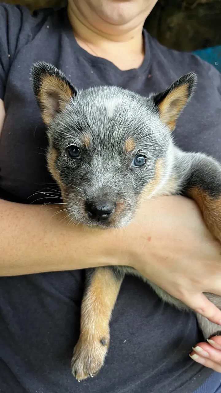 Blue Heller burriler Australian cattle dog