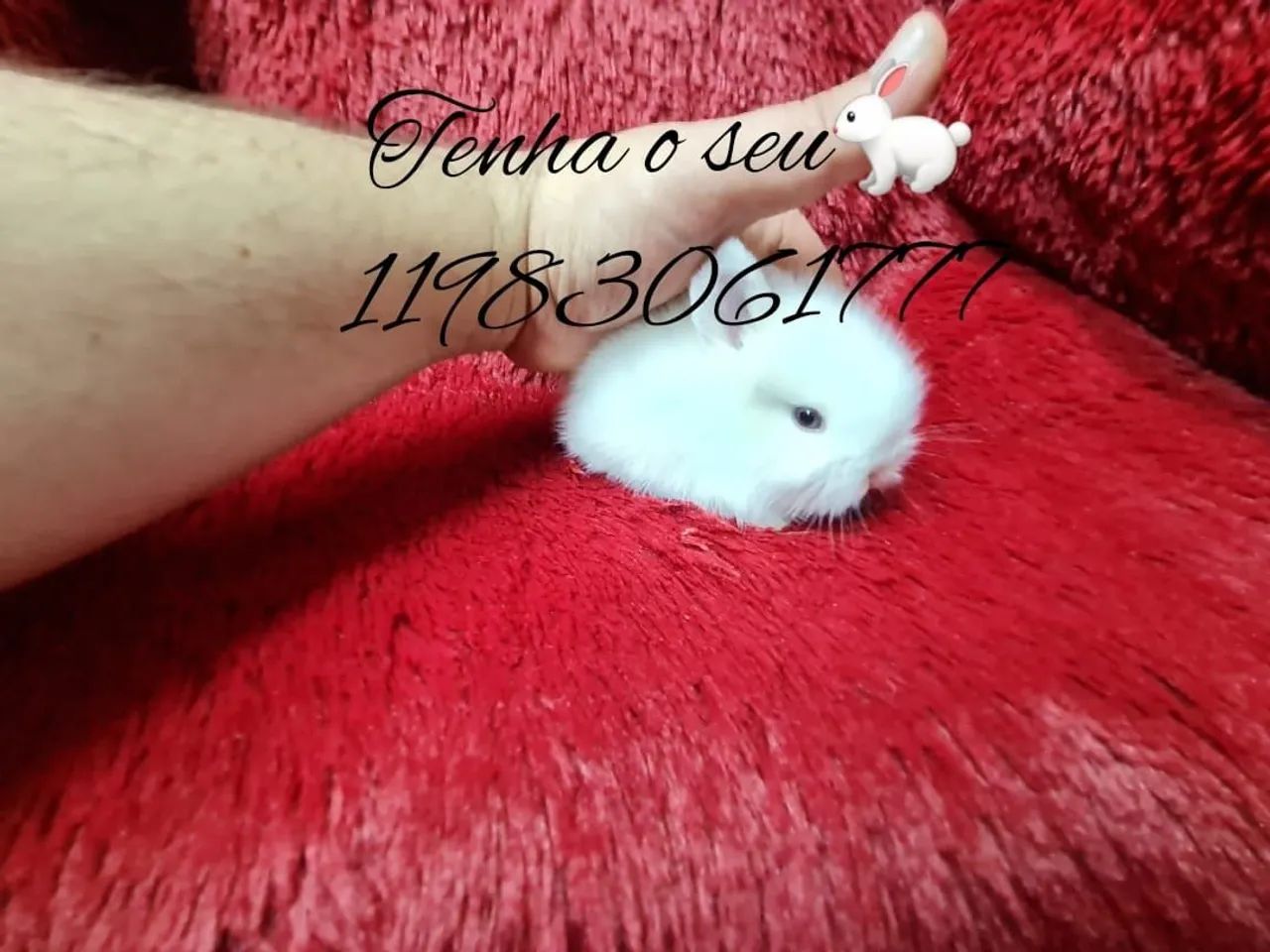 mini coelho anão fofura ,mini pincher puro - Foto 2