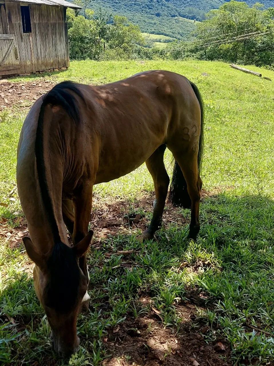 Égua crioula - Foto 4