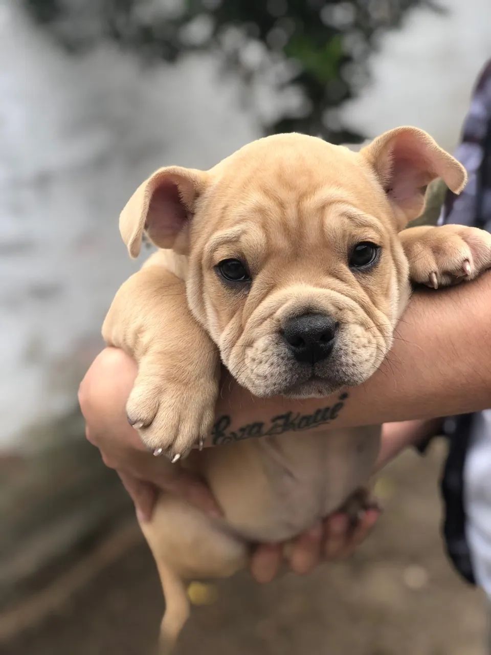 American bully micro - Foto 5