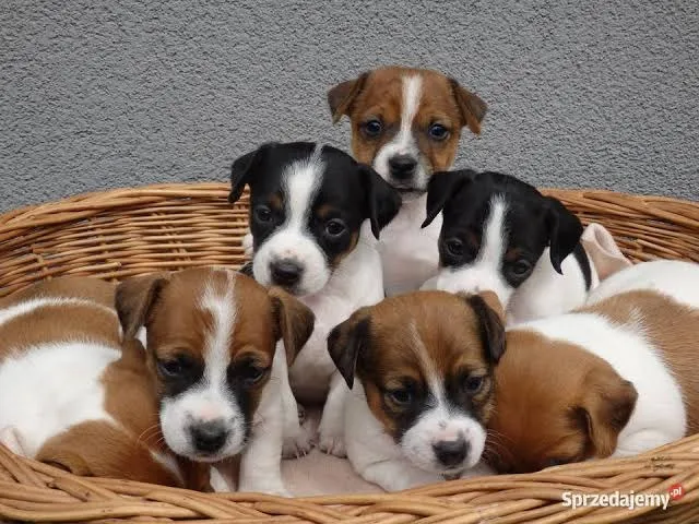 Jack Russel x Fox 997IO4220
