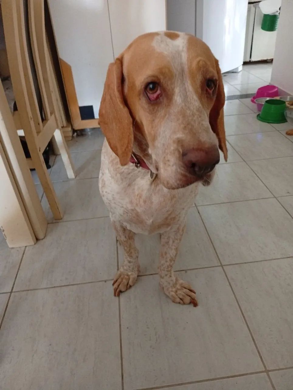 Cachorra pointer inglês para adoção
