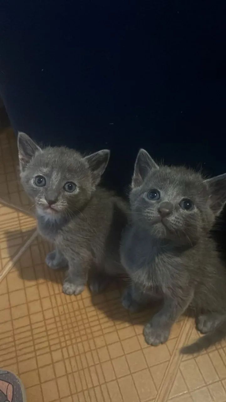 Gatinho cinza de olhos azuis - Foto 2