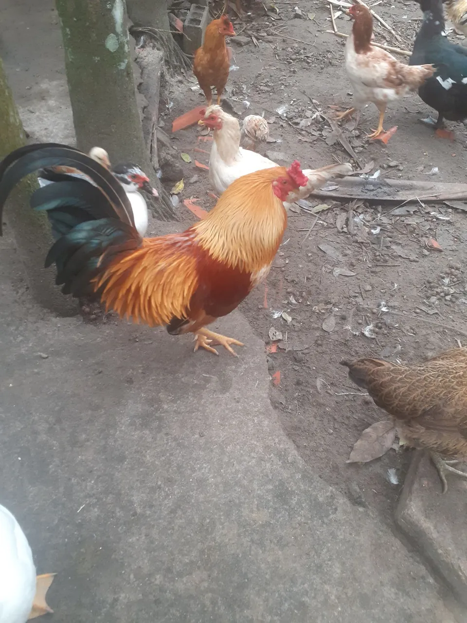 Galos