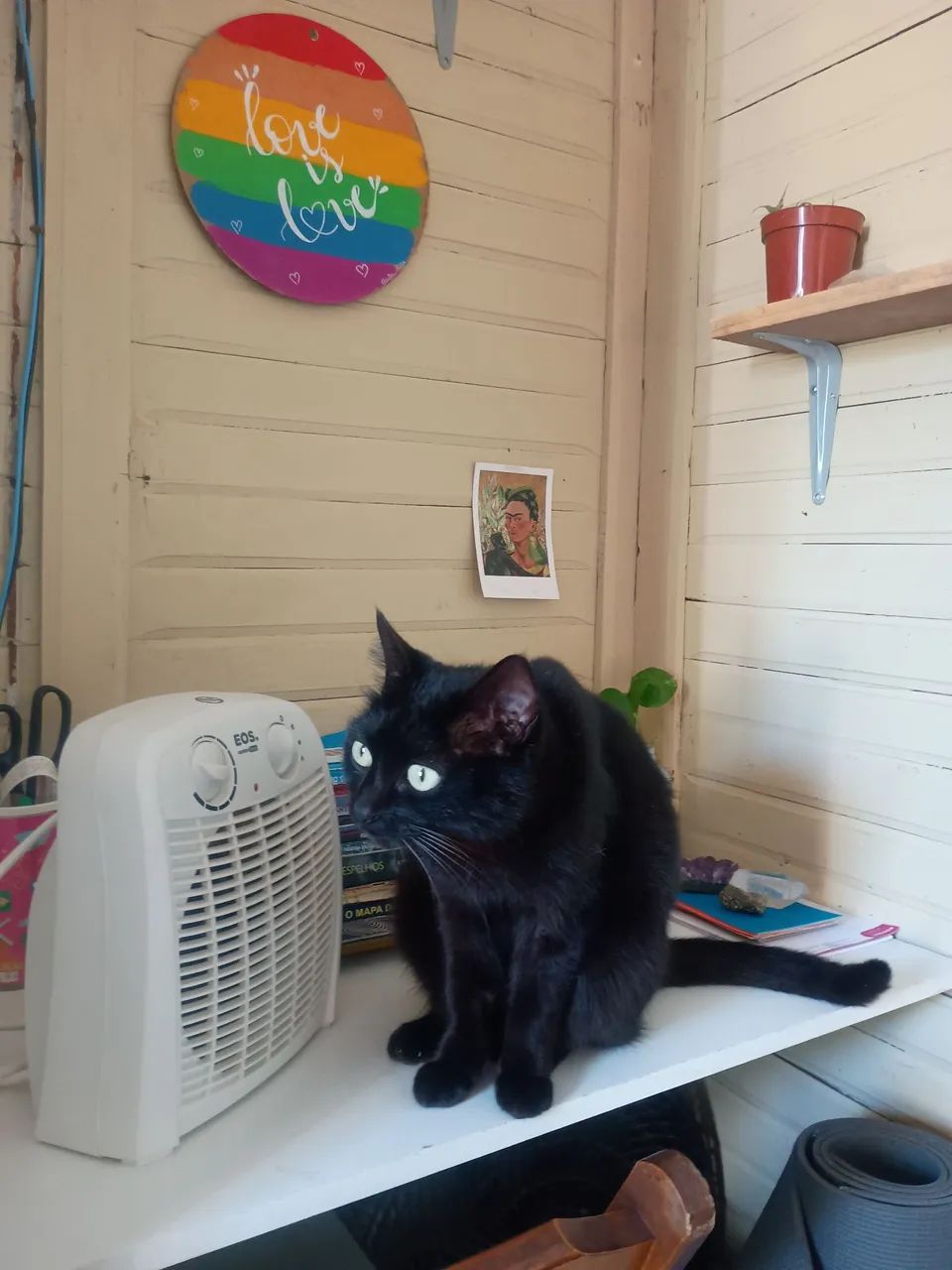 Gata fêmea para adoção responsável - Foto 2