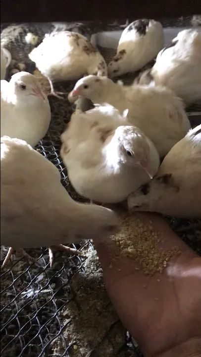 codorna branca - Foto 4