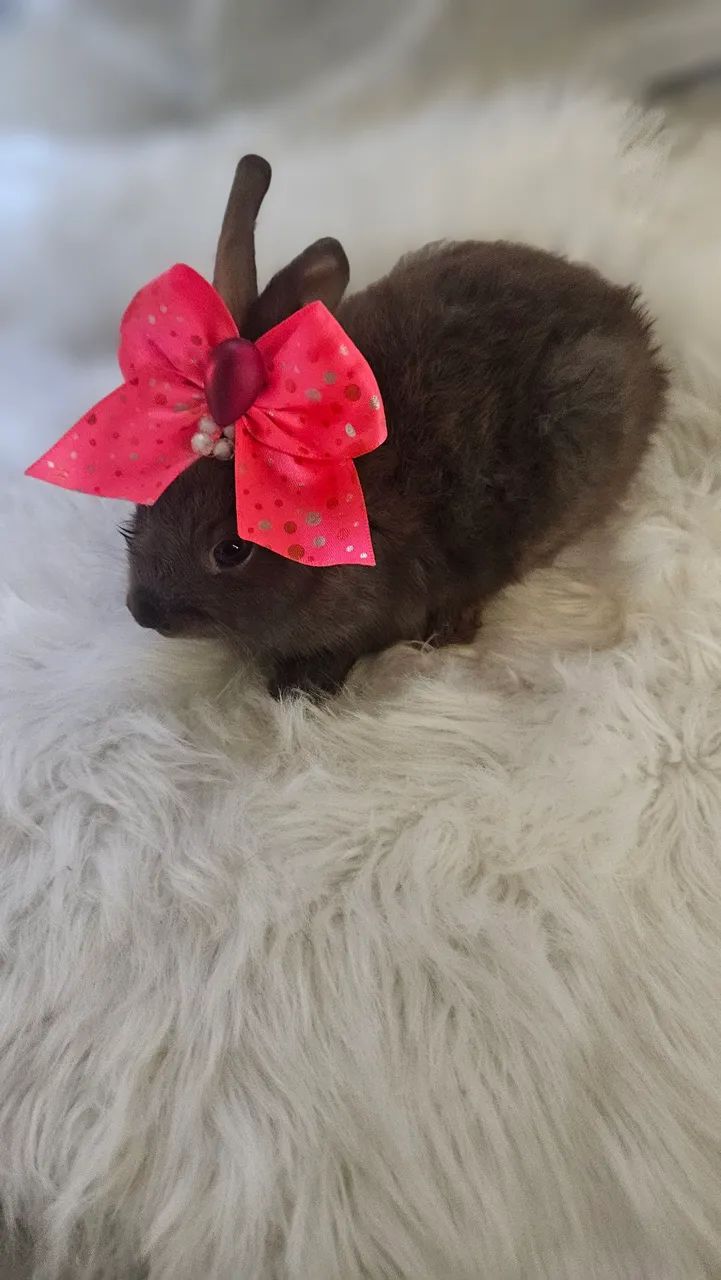 Coelhos na promoção de fim de ano  - Foto 4