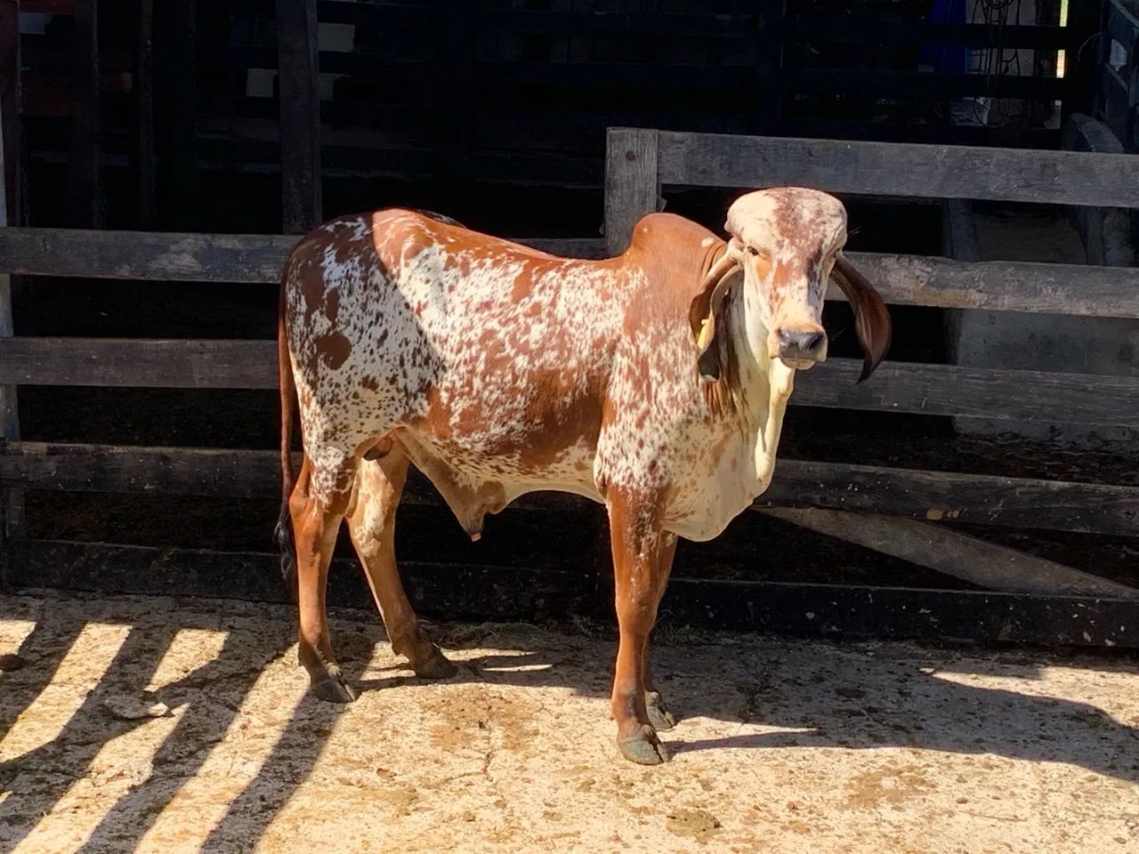 Bezerro GIR  - Macho - Foto 2