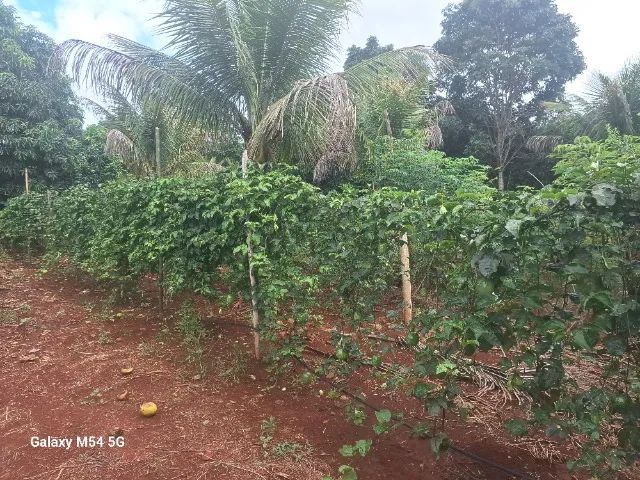 Polpa de Maracujá - Foto 4