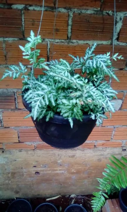 Samambaias  - Foto 4