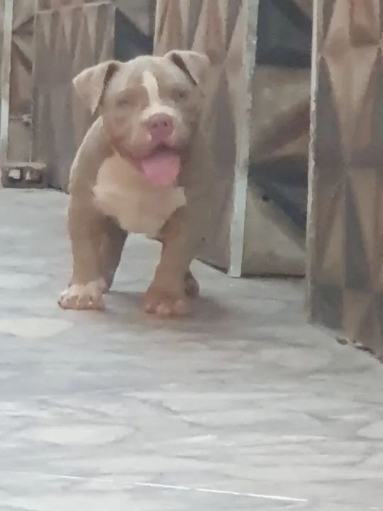 Americam.bulyy exotico