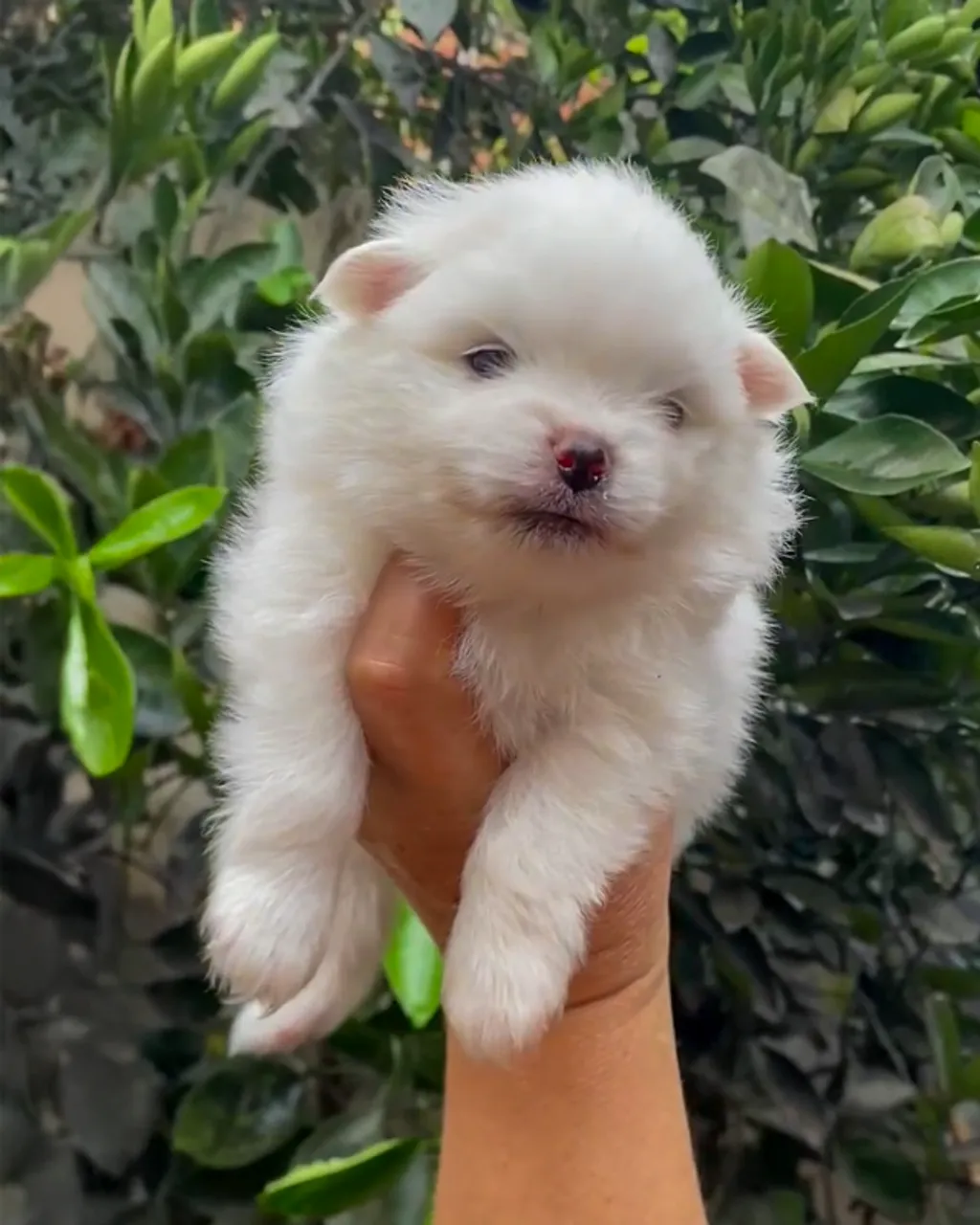 Filhote de Lulu da Pomerânia Branco (Spitz Alemão) - Macho com Pedigree