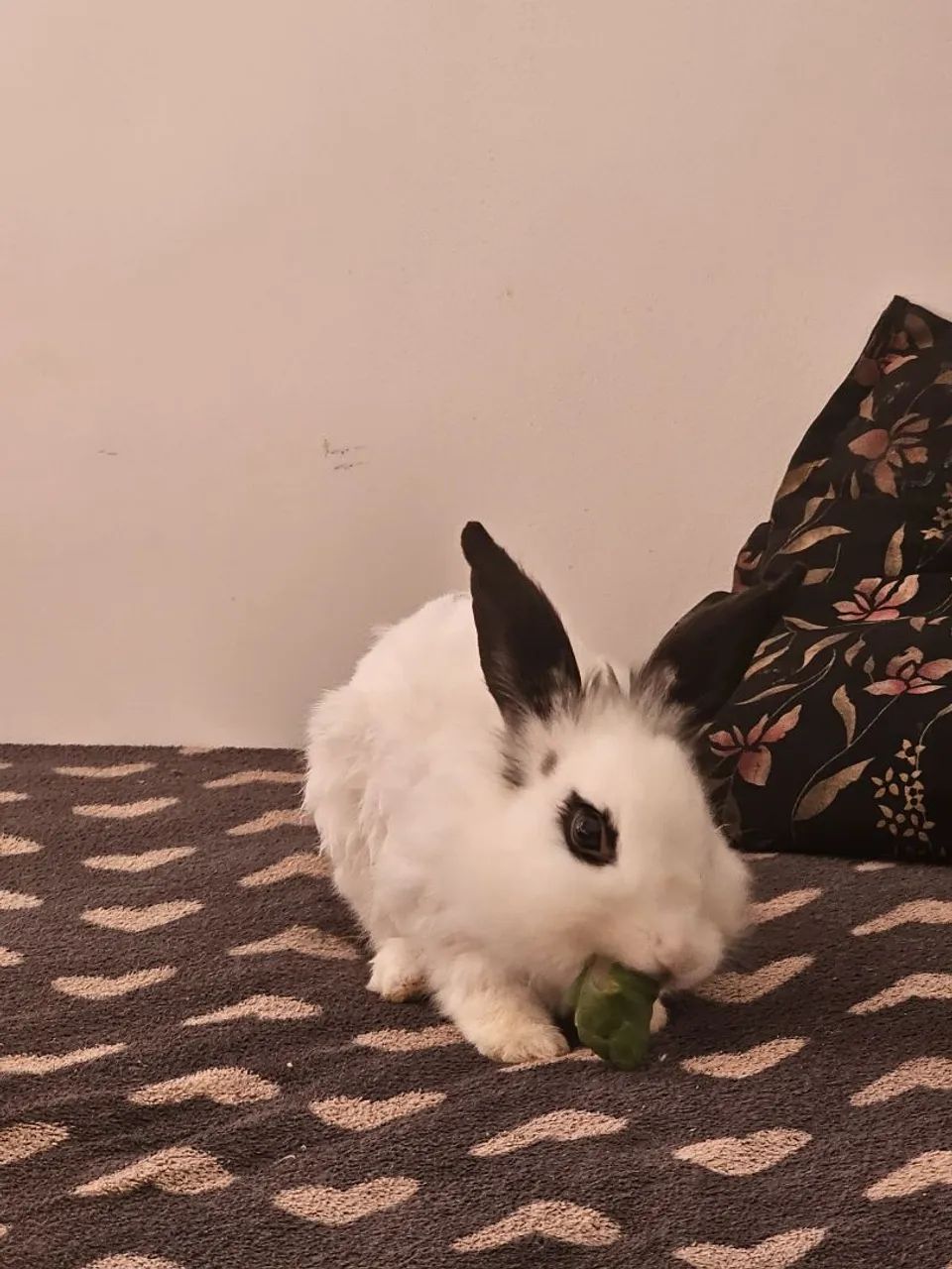 Coelho mini lion (presente de Natal) - Foto 3