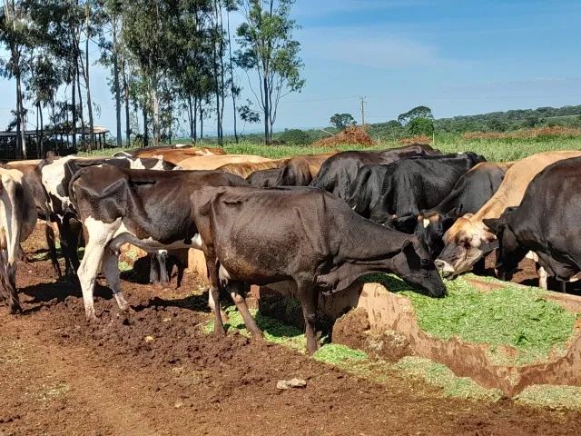 Gado Leiteiro da Raça Jersey - Foto 2