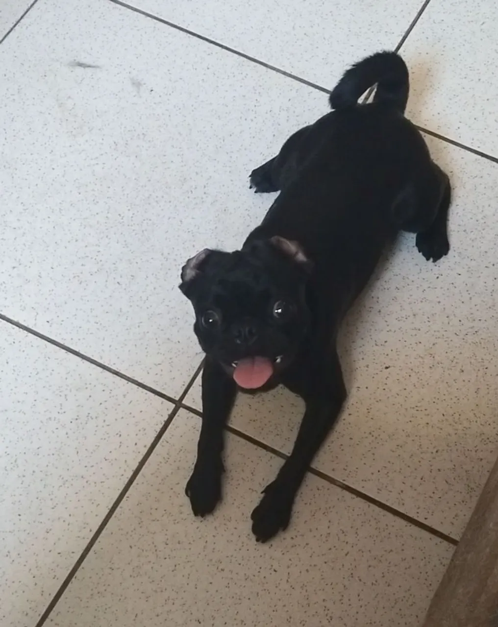 Filhote de Pug Preta Pura 7 meses, está em Cuiabá