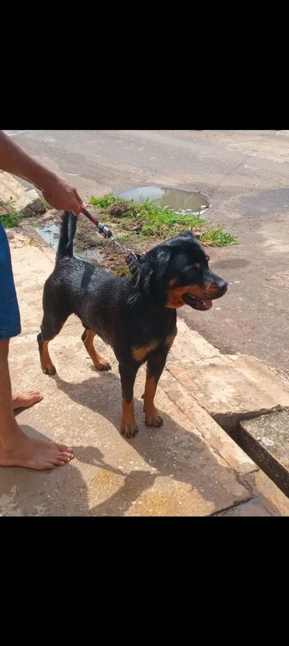 Rottweiler para cruzar disponível entre em contato para maiores detalhes *