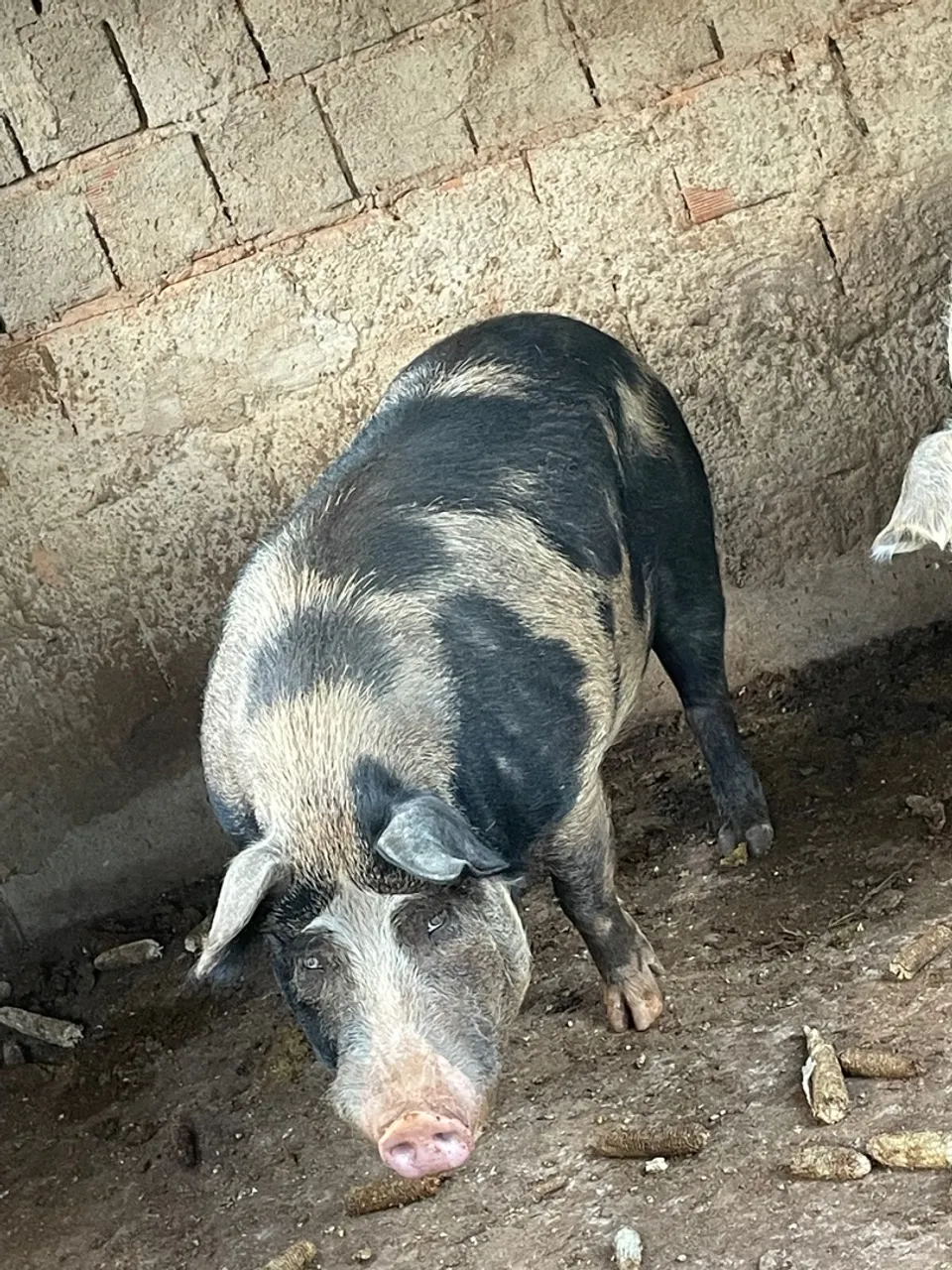 Cachaço 4 pernil excelente