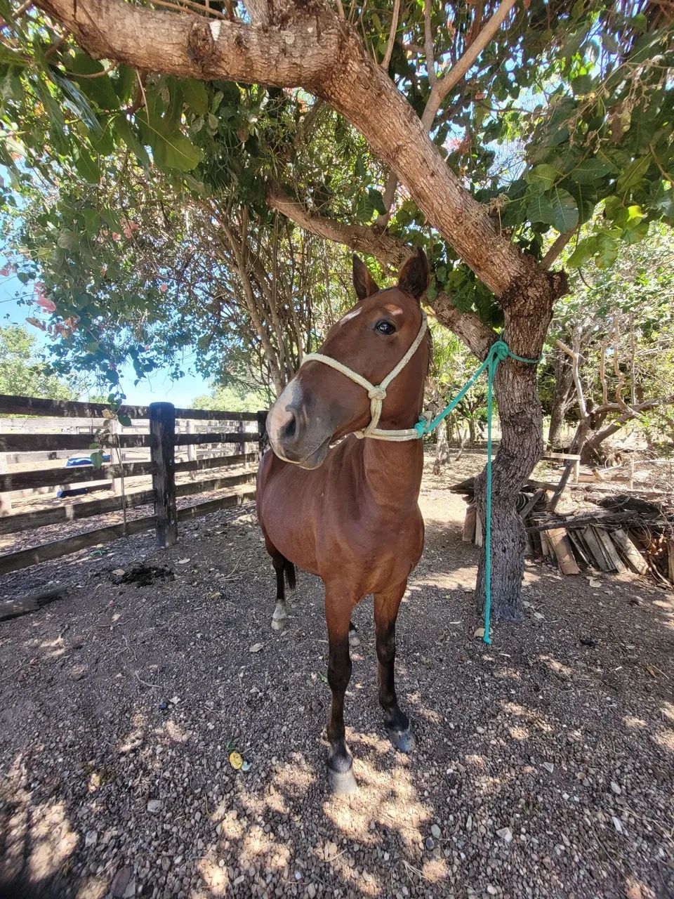 Cavalo castrado manso - Foto 4