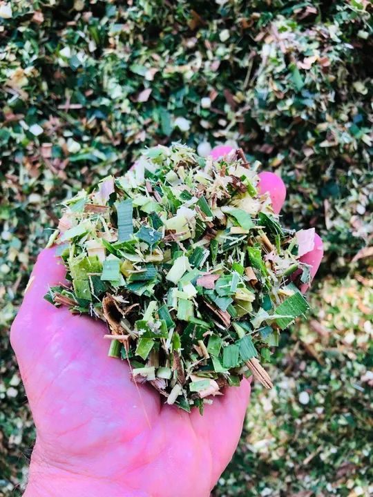 Silagem (leia o anúncio) - Foto 5