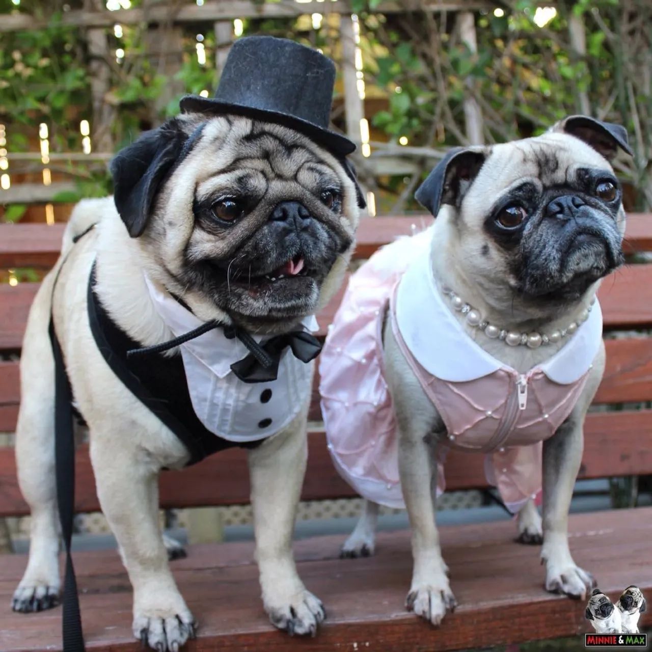Casal de Pugs jovem 