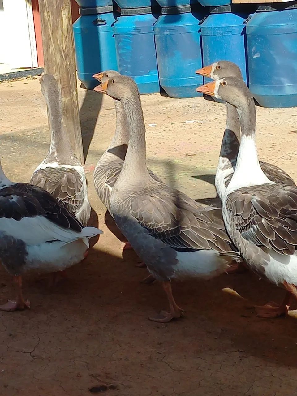 Gansos 8 meses de idade  - Foto 2