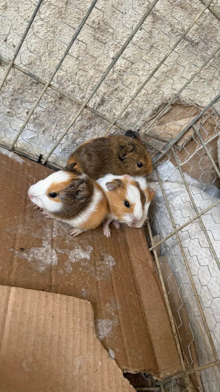 Porquinho da Índia filhote 