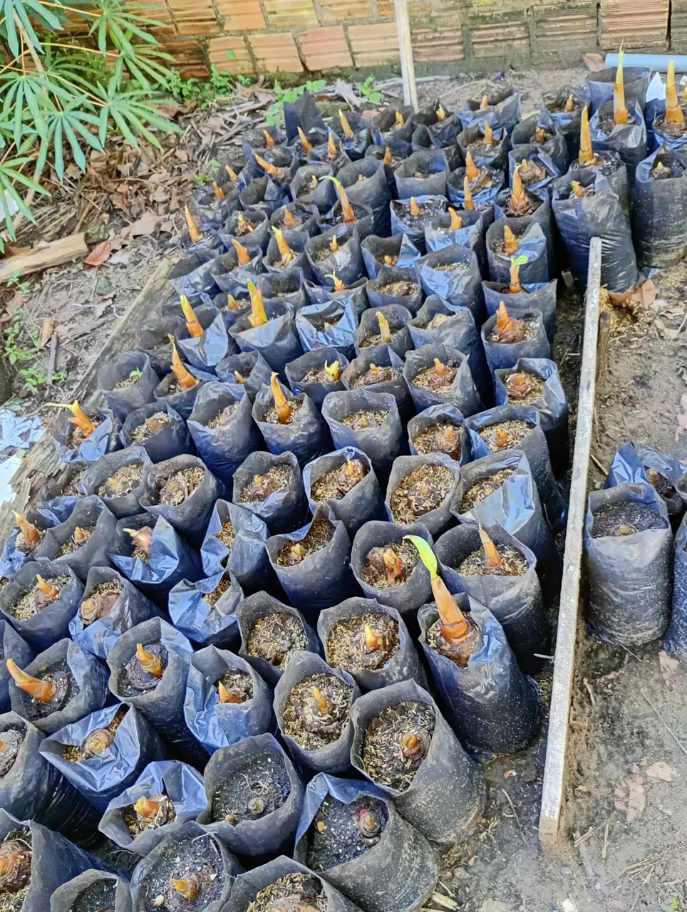Mudas de banana pacovan em sacolas para plantio