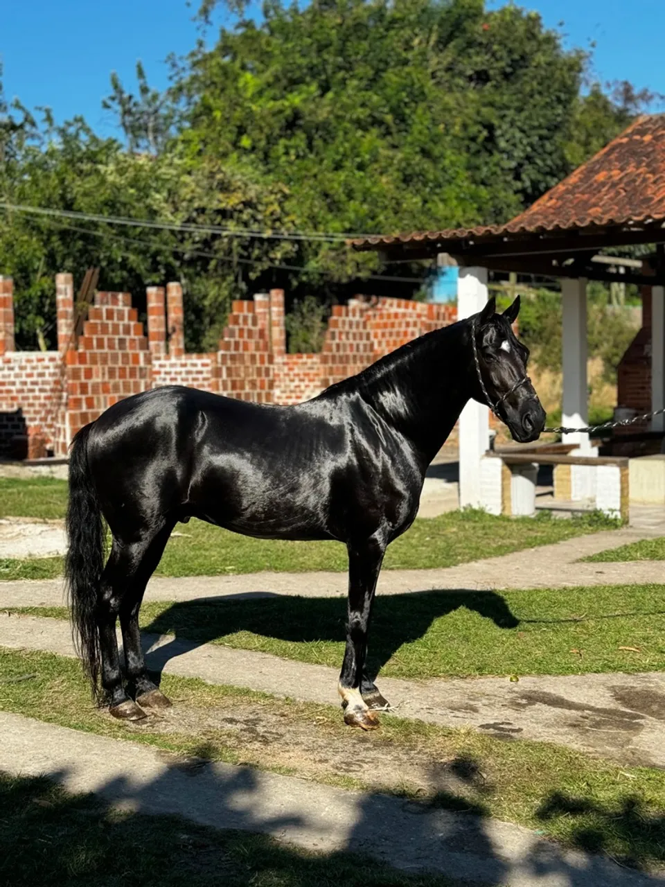 Cavalo Mestiço - Quarto de Milha x Mangalarga