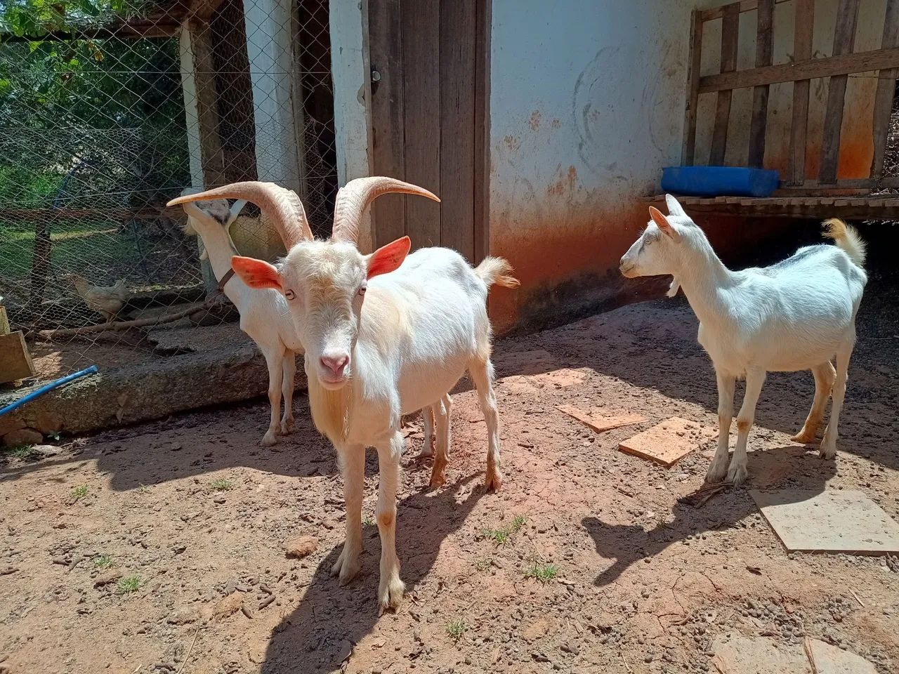 Bode Saanen para venda - Foto 4