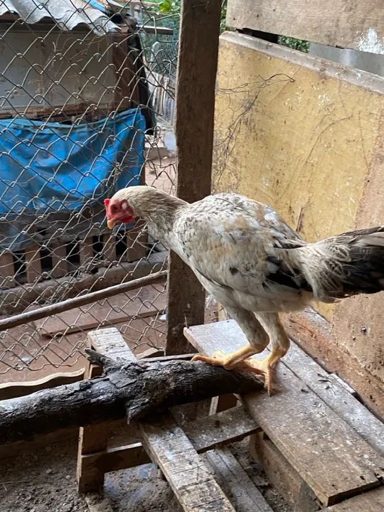 Frangos caipiras  - Foto 4